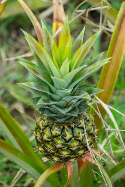 Deze Foto Toont Ananasvrucht Tuin Het Een Tropisch Fruit — Stockfoto