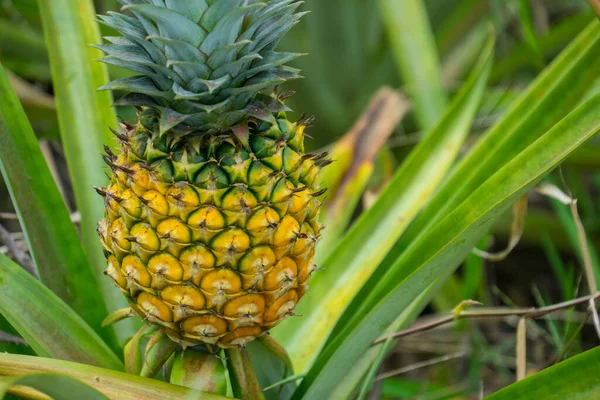 Deze Foto Toont Ananasvrucht Tuin Het Een Tropisch Fruit — Stockfoto