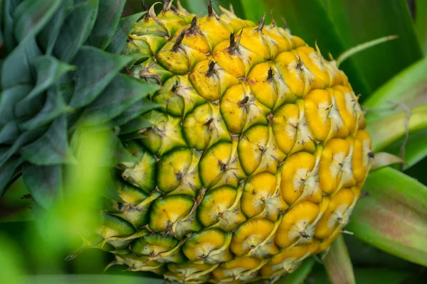 Deze Foto Toont Ananasvrucht Tuin Het Een Tropisch Fruit — Stockfoto