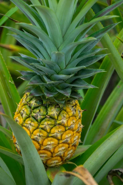 Deze Foto Toont Ananasvrucht Tuin Het Een Tropisch Fruit — Stockfoto