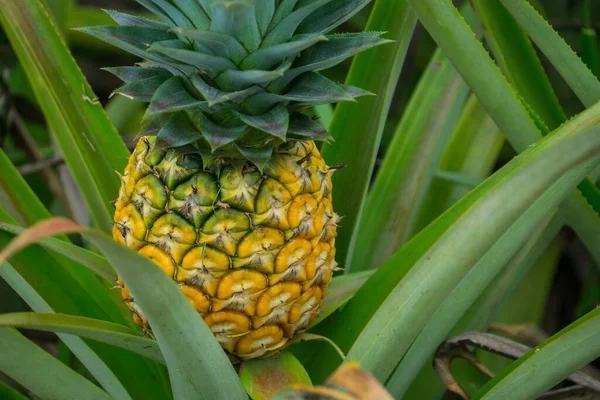 Deze Foto Toont Ananasvrucht Tuin Het Een Tropisch Fruit — Stockfoto