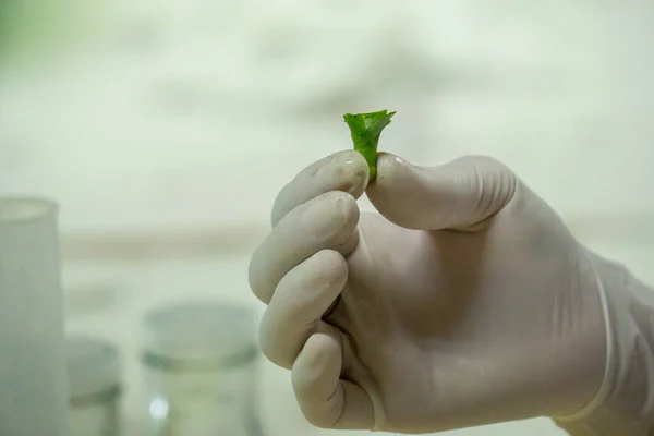 Plant tissue culture science research laboratory grown green plant in sterile bottle for education concept