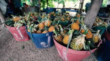 Meyve pazarında yığılmış birkaç ananas
