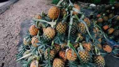 Meyve pazarında yığılmış birkaç ananas