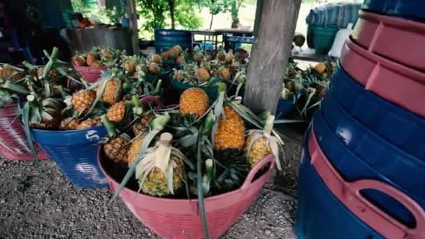 Vários Abacaxis Empilhados Mercado Frutas — Vídeo de Stock