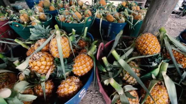 Vários Abacaxis Empilhados Mercado Frutas — Vídeo de Stock