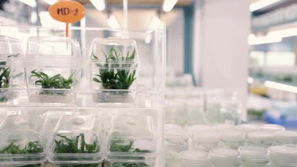 植物组织培养科学研究实验室为教育理念在无菌瓶中种植绿色植物 — 图库视频影像