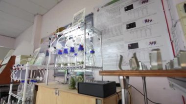 Bitkiyi küçük parçalara ayırmak doku kültürü tekniğinin bir aşaması.