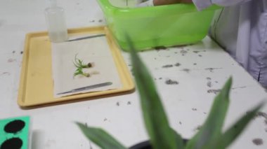 Bitkiyi küçük parçalara ayırmak doku kültürü tekniğinin bir aşaması.