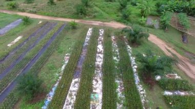 Lampang Eyaleti, Tayland 'da bulunan bir ananas tarlasının havadan görüntüsü