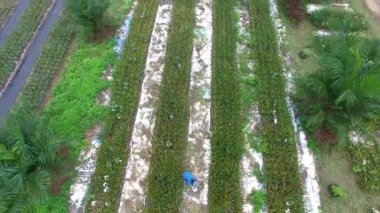 Lampang Eyaleti, Tayland 'da bulunan bir ananas tarlasının havadan görüntüsü