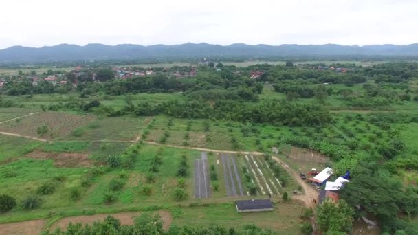Luchtfoto Van Een Ananas Veld Gelegen Provincie Lampang Thailand — Stockvideo