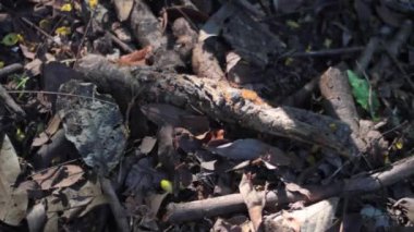Doğanın yeşil arka planında ateş karıncaları, yaşam döngüsü