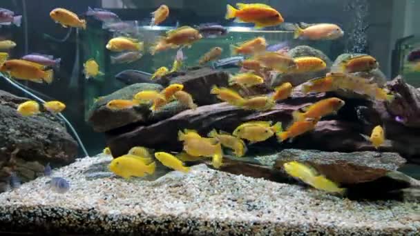 カラフルな水族館魚 サンゴやカラフルな魚ときれいな環境 美しい住民や植物とサンゴ礁 海の水族館での様々な種類の魚 — ストック動画