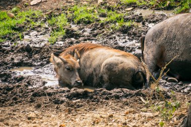 Tayland 'daki çeltik tarlasına bakan bufalolar.