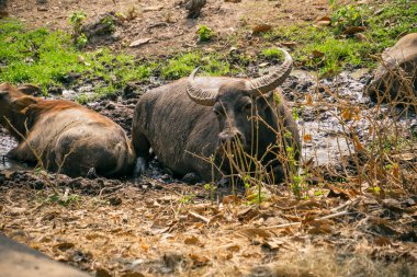Tayland 'daki çeltik tarlasına bakan bufalolar.