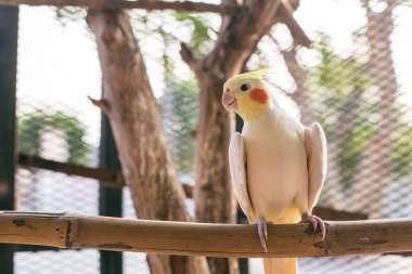 Sarı papağan dalda. Genç erkek papağan büyük kafesinin içinde otururken görüldü.