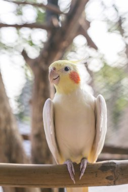 Sarı papağan dalda. Genç erkek papağan büyük kafesinin içinde otururken görüldü.