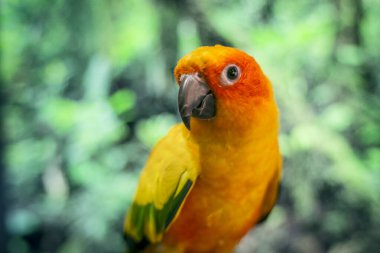 Kuş papağanı, Güzel Güneş Conure kuşu,