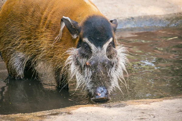 Red river hogs are omnivores and in the wild, eat a variety of foods including grass, berries, insects and carrion
