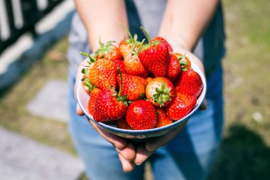 Parlak güneşte izole edilmiş taze çilek ve arka planda bir sürü çilek. Güneş parlıyor.