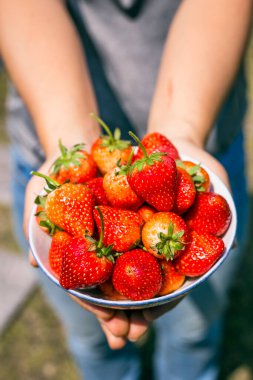 Parlak güneşte izole edilmiş taze çilek ve arka planda bir sürü çilek. Güneş parlıyor.