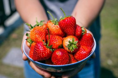 Parlak güneşte izole edilmiş taze çilek ve arka planda bir sürü çilek. Güneş parlıyor.