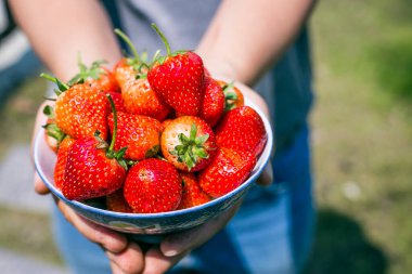 Parlak güneşte izole edilmiş taze çilek ve arka planda bir sürü çilek. Güneş parlıyor.