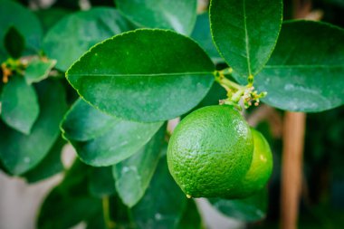  Taze limonlu turunçgiller. Bahçe çiftliğinde yüksek vitaminli C vitamini. Taze yeşil arka plan yazın bulanık.