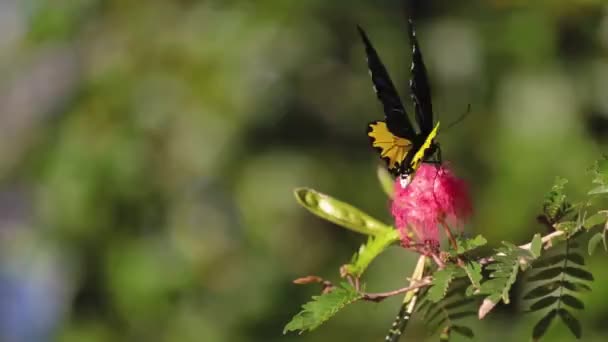 花の庭の君主蝶や単に君主 ダナウスプレキパス — ストック動画