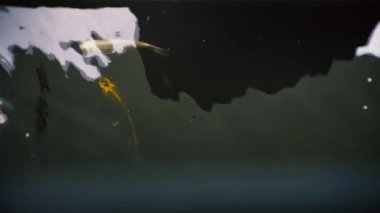 Koi, Fancy Carp yukarıda yüzüyor.