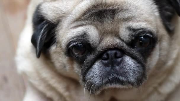 Köpek Pug Kameraya Bakıyor — Stok video