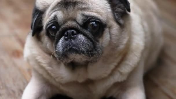 Köpek Pug Kameraya Bakıyor — Stok video