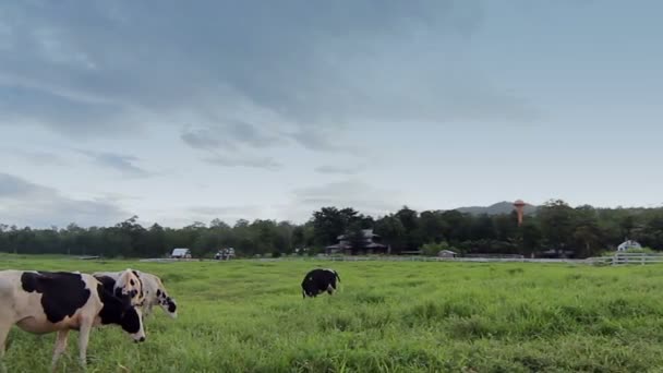 Bela Paisagem Com Pied Preto Vacas Leiteiras Terras Rurais Tailândia — Vídeo de Stock