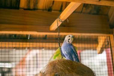 Büyük kafeste şirin mavi ve sarı muhabbet kuşu.