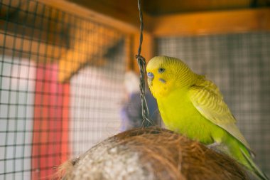 Büyük kafeste şirin mavi ve sarı muhabbet kuşu.