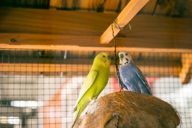 Büyük kafeste şirin mavi ve sarı muhabbet kuşu.