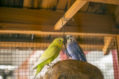 Büyük kafeste şirin mavi ve sarı muhabbet kuşu.