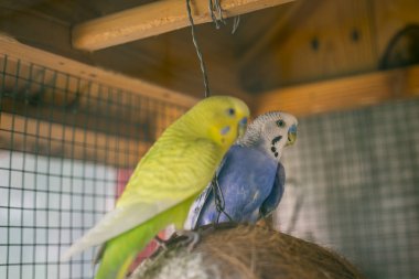 Büyük kafeste şirin mavi ve sarı muhabbet kuşu.