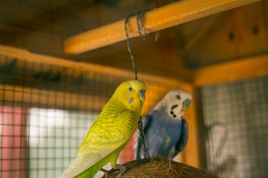 Büyük kafeste şirin mavi ve sarı muhabbet kuşu.