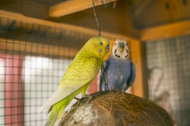 Büyük kafeste şirin mavi ve sarı muhabbet kuşu.