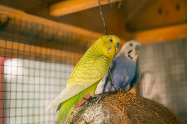 Büyük kafeste şirin mavi ve sarı muhabbet kuşu.