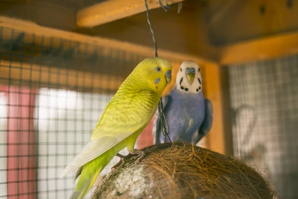 Büyük kafeste şirin mavi ve sarı muhabbet kuşu.