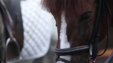 Bir atın yakın portresi - gözler kapalı - şefkat ve hayvanlarla ilgilenme konsepti