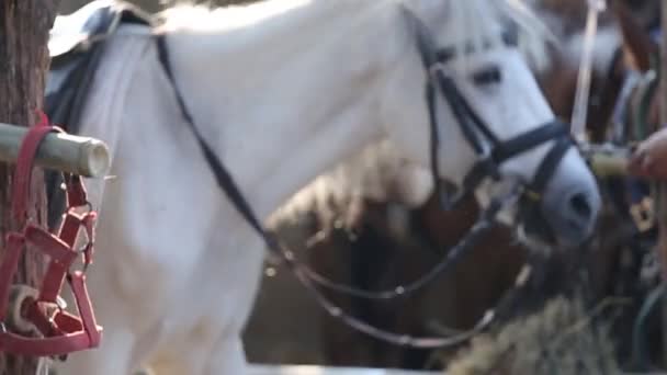 Close Portret Van Een Paard Ogen Dicht Gevoeligheid Zorg Voor — Stockvideo