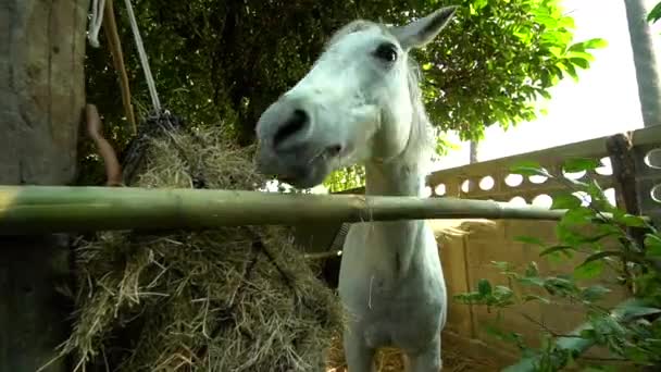 Close Retrato Cavalo Olhos Fechados Conceito Ternura Cuidado Com Animais — Vídeo de Stock