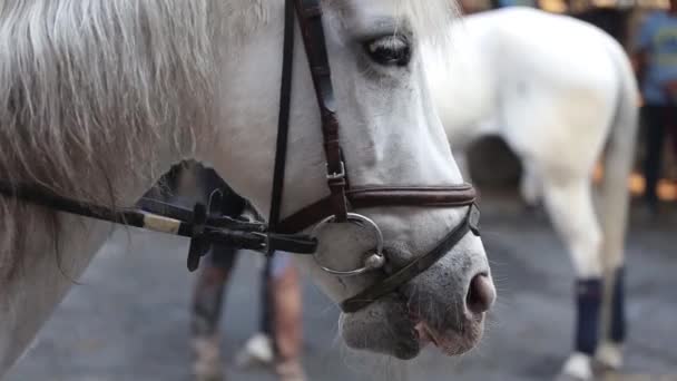Close Portrait Horse Eyes Shut Tenderness Caring Animals Concept — Stock Video