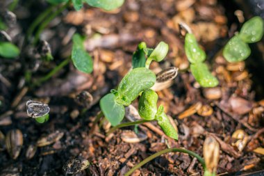 Kara toprağın arka planında genç ayçiçeği filizleri