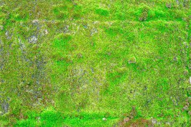 Yeşil yosun arkaplan dokusu doğada güzeldir