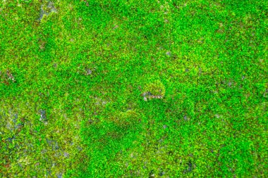 Yeşil yosun arkaplan dokusu doğada güzeldir